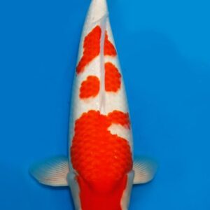 Dainichi Kohaku Nisai SuperRikidozan female 60cm