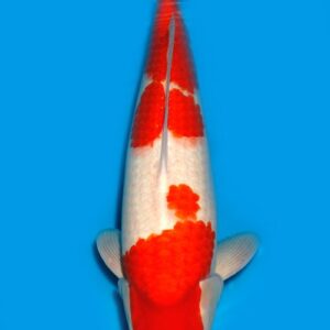 Koi Auktion Dainichi Kohaku Nisai RedTiger female 54cm