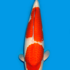 Koi Auktion Dainichi Kohaku Nisai SuperRikidozan female 55cm