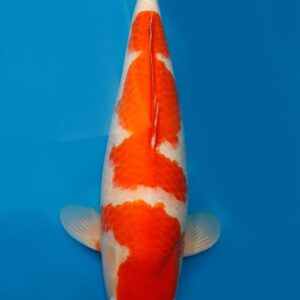 Koi Auktion Dainichi Kohaku Nisai SuperRikidozan female 60cm