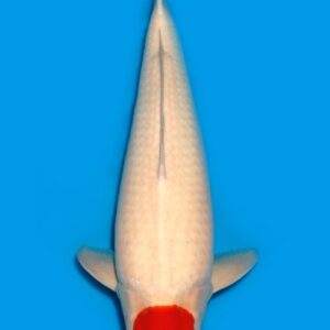 Koi Auktion Dainichi Tancho Nisai RedTiger female 53cm