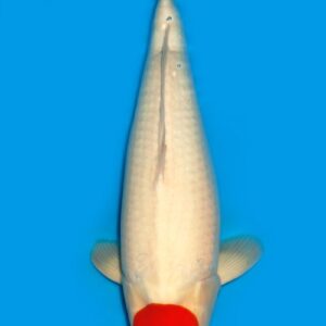 Koi Auktion Dainichi Tancho Nisai RedTiger female 56cm